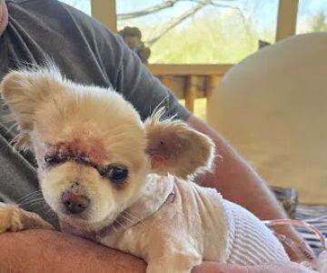 ReadyVets Veterinary Urgent Care