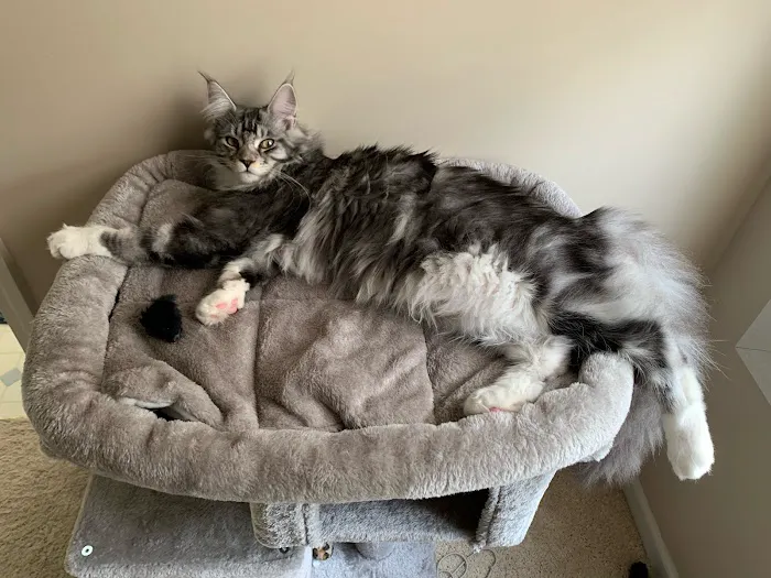 Lake View Coons Maine Coon Cattery 6