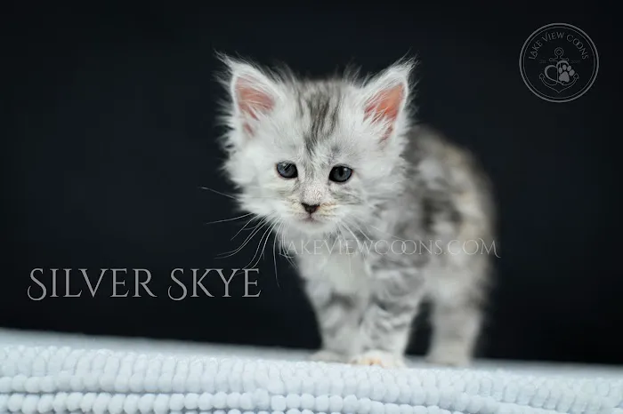 Lake View Coons Maine Coon Cattery 2