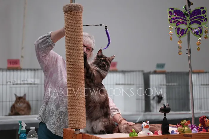 Lake View Coons Maine Coon Cattery 4