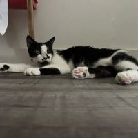 Cleveland Park Animal Hospital Greer ico