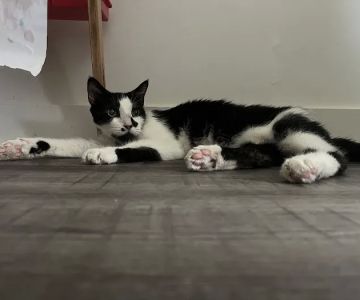 Cleveland Park Animal Hospital Greer