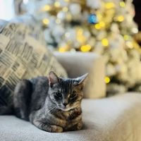 Augusta Road Animal Hospital ico