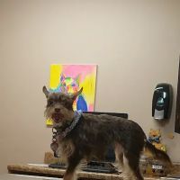 Elmore Road Veterinary Clinic ico