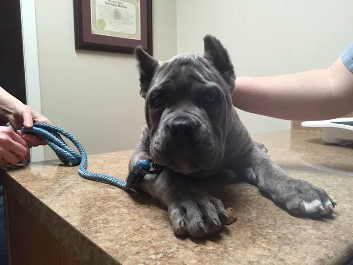 Hernando Animal Clinic 5