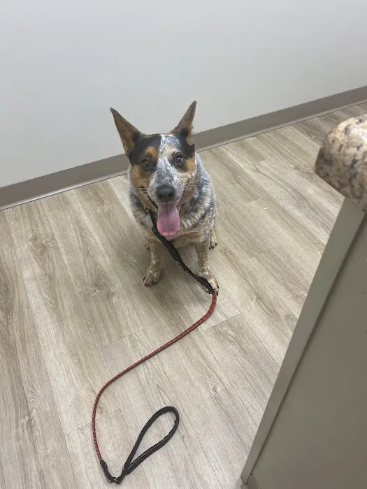 Animal Medical Center of Hernando 3