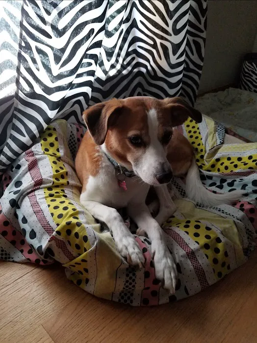 Animal Medical Center of Hernando 10
