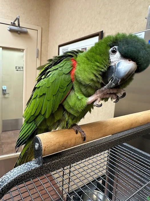 All Creatures Pet Hospital 5