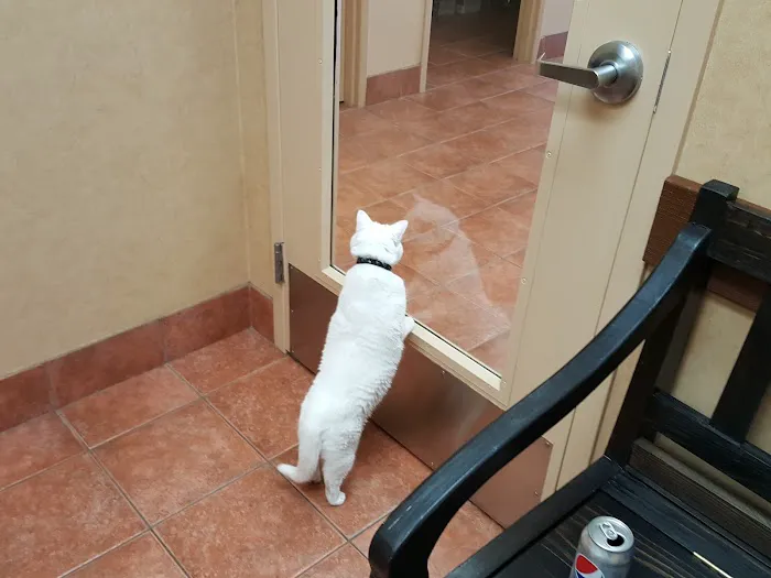 All Creatures Pet Hospital 1