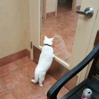 All Creatures Pet Hospital ico