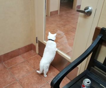 All Creatures Pet Hospital