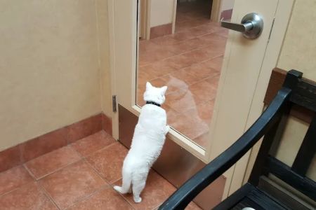 All Creatures Pet Hospital
