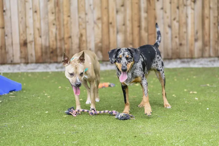 The Pet Hospitals Collierville 9
