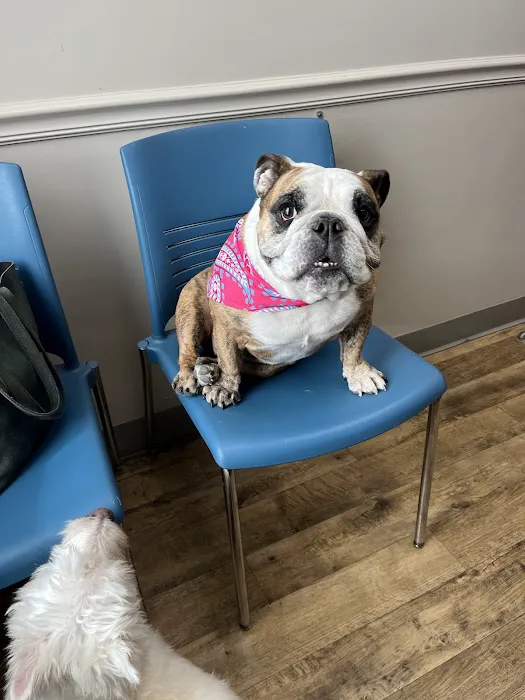The Pet Hospitals Collierville 4