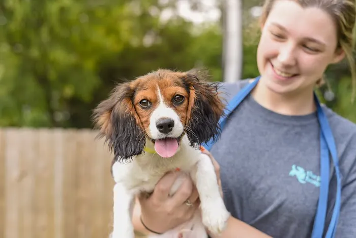 The Pet Hospitals Collierville 7