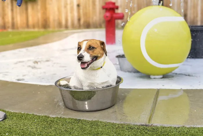 The Pet Hospitals Collierville 5