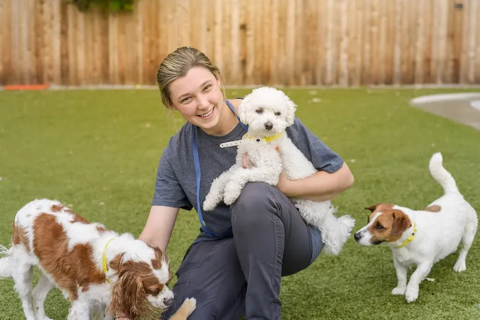 The Pet Hospitals Collierville 6