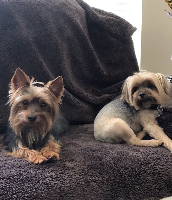 The Pet Hospitals Collierville 1