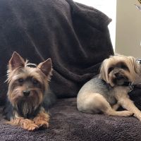 The Pet Hospitals Collierville ico