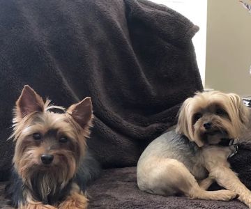 The Pet Hospitals Collierville