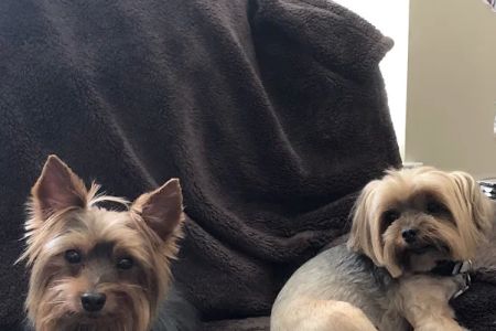 The Pet Hospitals Collierville