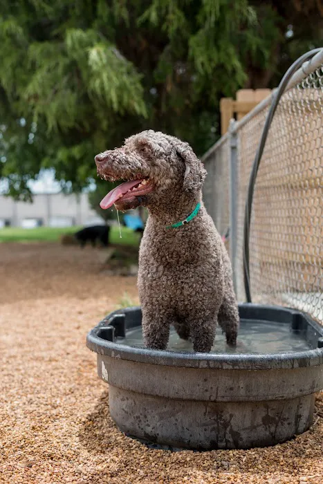 The Pet Hospitals Collierville 2