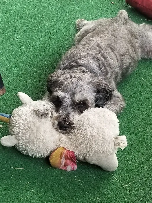 Banfield Pet Hospital 4