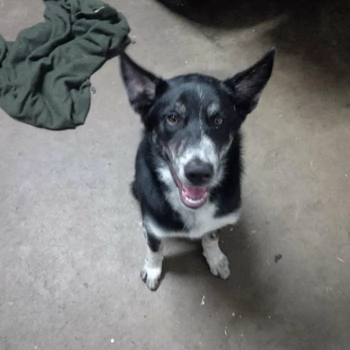 Southwind Animal Hospital 9