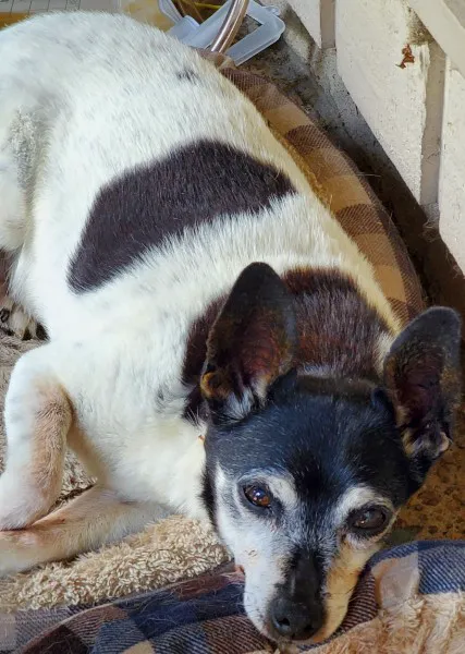 Southwind Animal Hospital 6