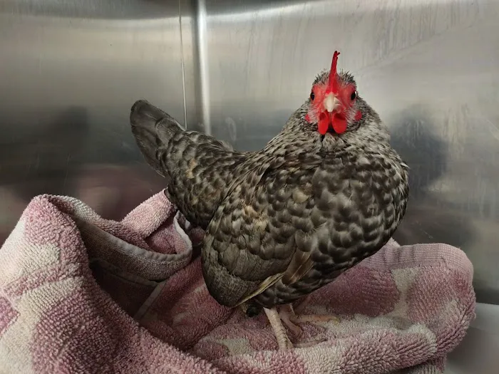 Collierville Animal Clinic 6