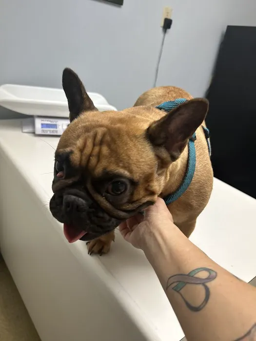 Collierville Animal Clinic 3