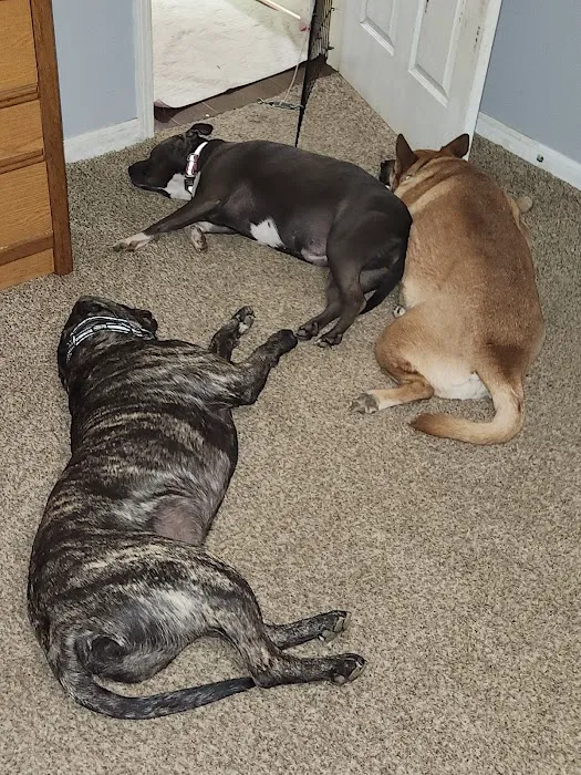 Collierville Animal Clinic 1