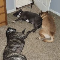 Collierville Animal Clinic ico