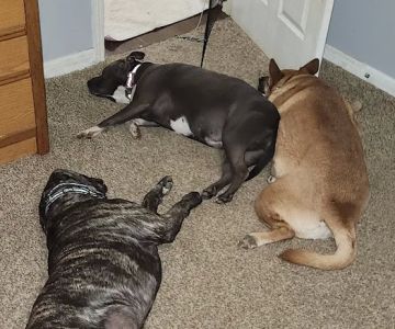 Collierville Animal Clinic