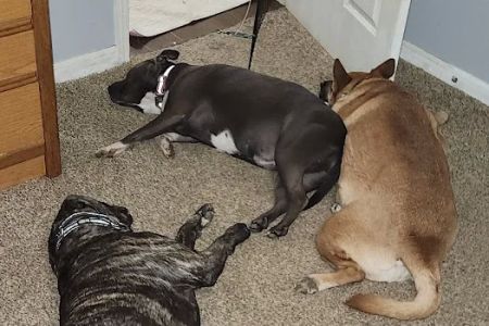 Collierville Animal Clinic