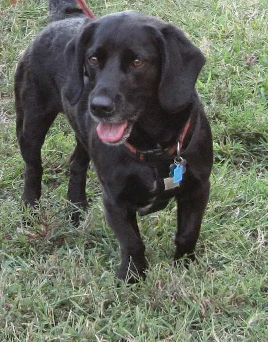 Stateline Animal Clinic: Share Elizabeth DVM 12