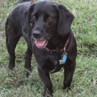 Stateline Animal Clinic: Share Elizabeth DVM ico