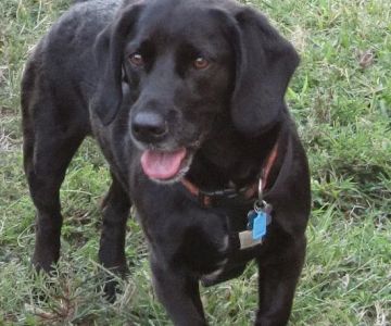 Stateline Animal Clinic: Share Elizabeth DVM