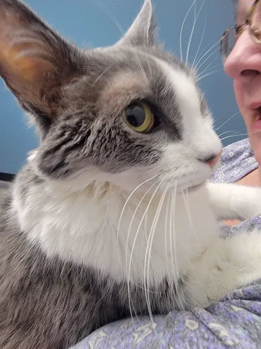 Stateline Animal Clinic 12