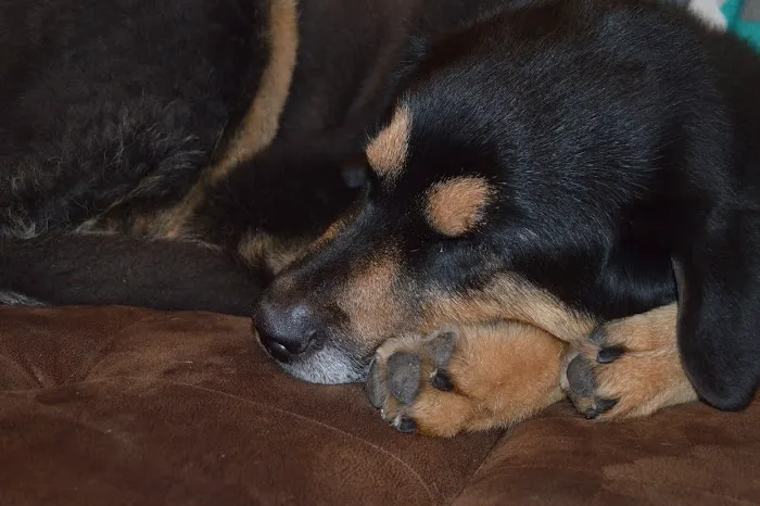 Desoto County Animal Clinic 10