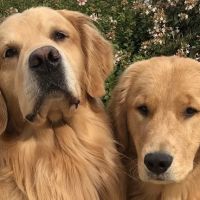 Poplar View Pet Hospital ico