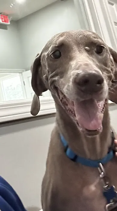 Poplar View Pet Hospital 4