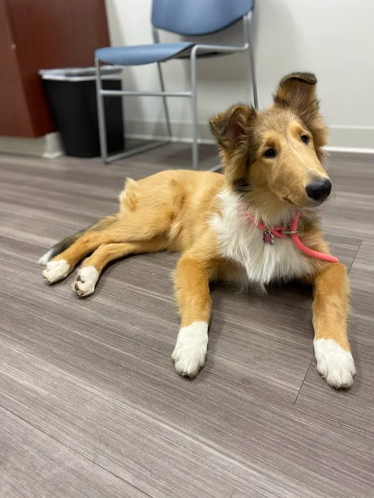 Kelsey Canine Medical Center 12