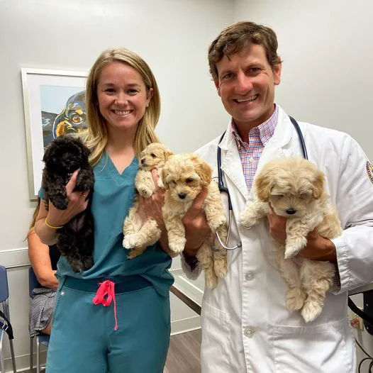 Kelsey Canine Medical Center 12