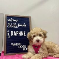 Kelsey Canine Medical Center ico