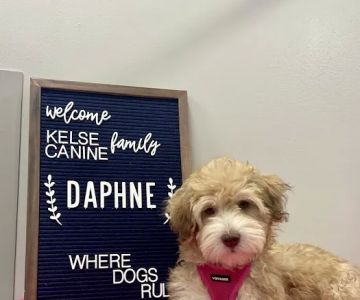 Kelsey Canine Medical Center