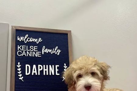 Kelsey Canine Medical Center