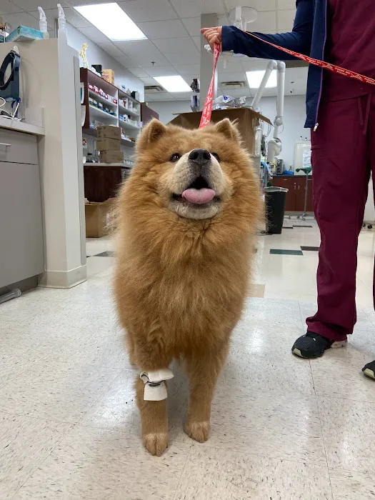 Kelsey Canine Medical Center 12