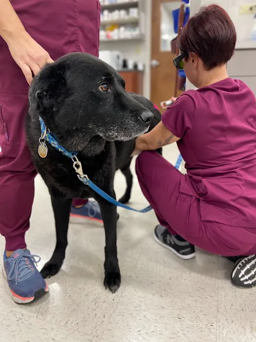 Kelsey Canine Medical Center 12