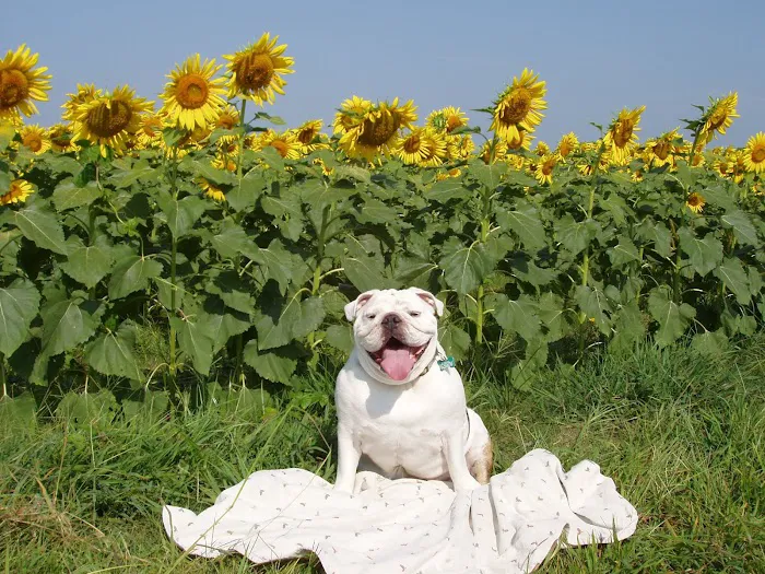 Germantown Animal Hospital 4